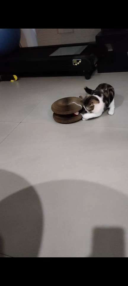 Customer photo review of İnteraktif Kedi Oyun Tüneli | Birleştirilebilir Tırmalama Oyuncağı