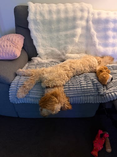 Customer photo review of Cosy Couch - Couch Cover