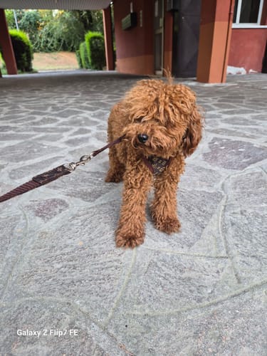 Customer photo review of Pettorina e guinzaglio Louis Pawtton