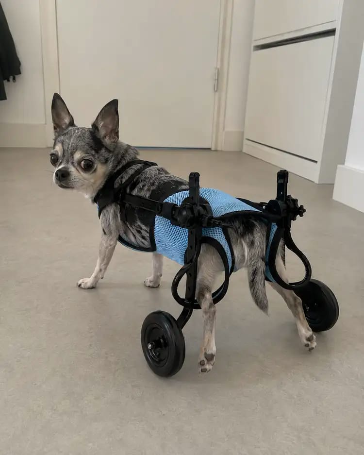 Customer photo review of JoyStride Dog Wheelchair for Small & Medium Breeds