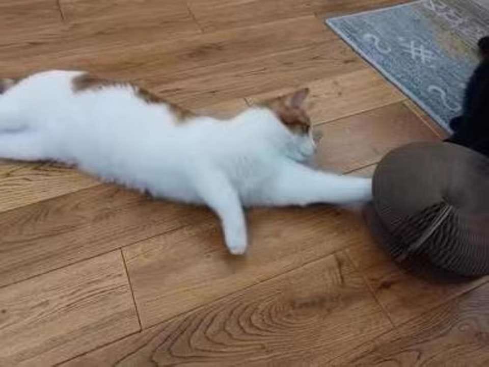 Customer photo review of İnteraktif Kedi Oyun Tüneli | Birleştirilebilir Tırmalama Oyuncağı
