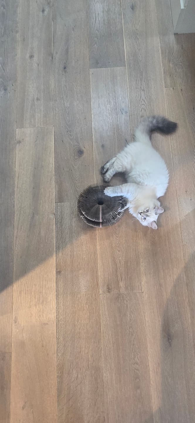 Customer photo review of İnteraktif Kedi Oyun Tüneli | Birleştirilebilir Tırmalama Oyuncağı