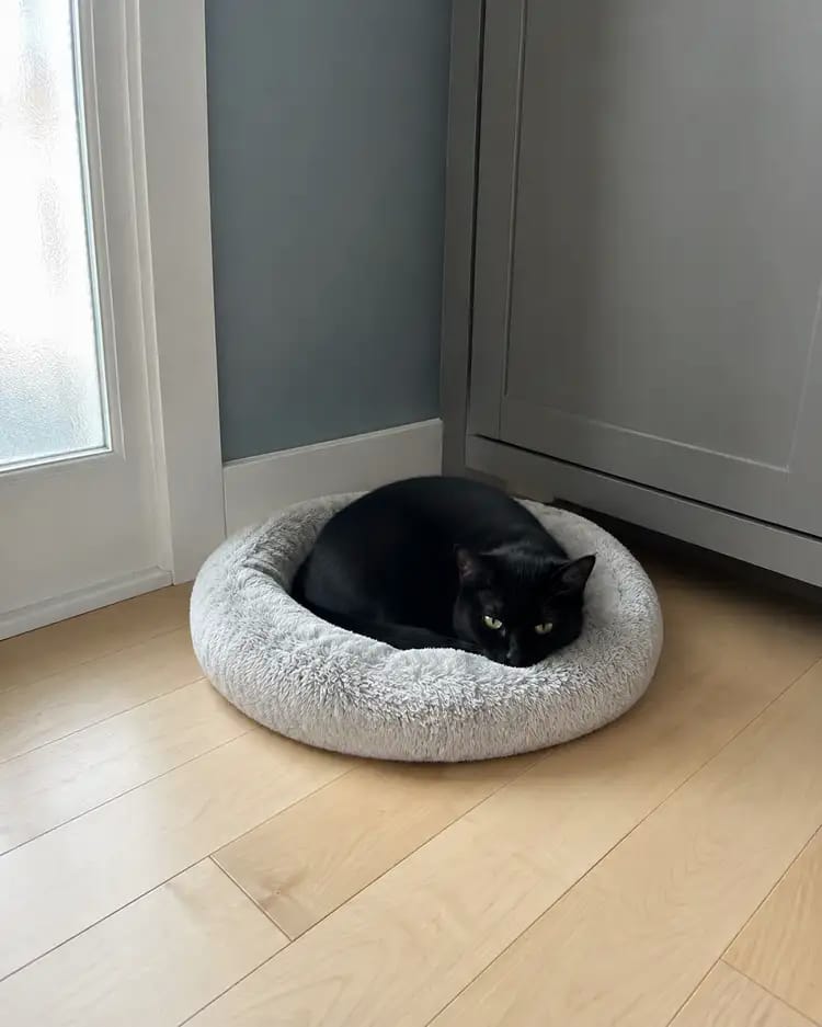 Customer photo review of SnuggleSoft Orthopedic Calming Pet Bed