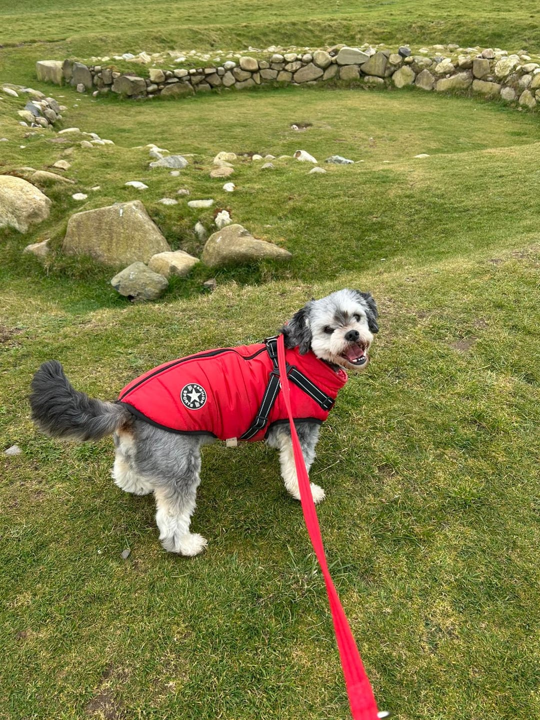 Customer photo review of DoggyKings™ 3 in 1 Jacket
