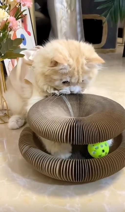 Customer photo review of İnteraktif Kedi Oyun Tüneli | Birleştirilebilir Tırmalama Oyuncağı