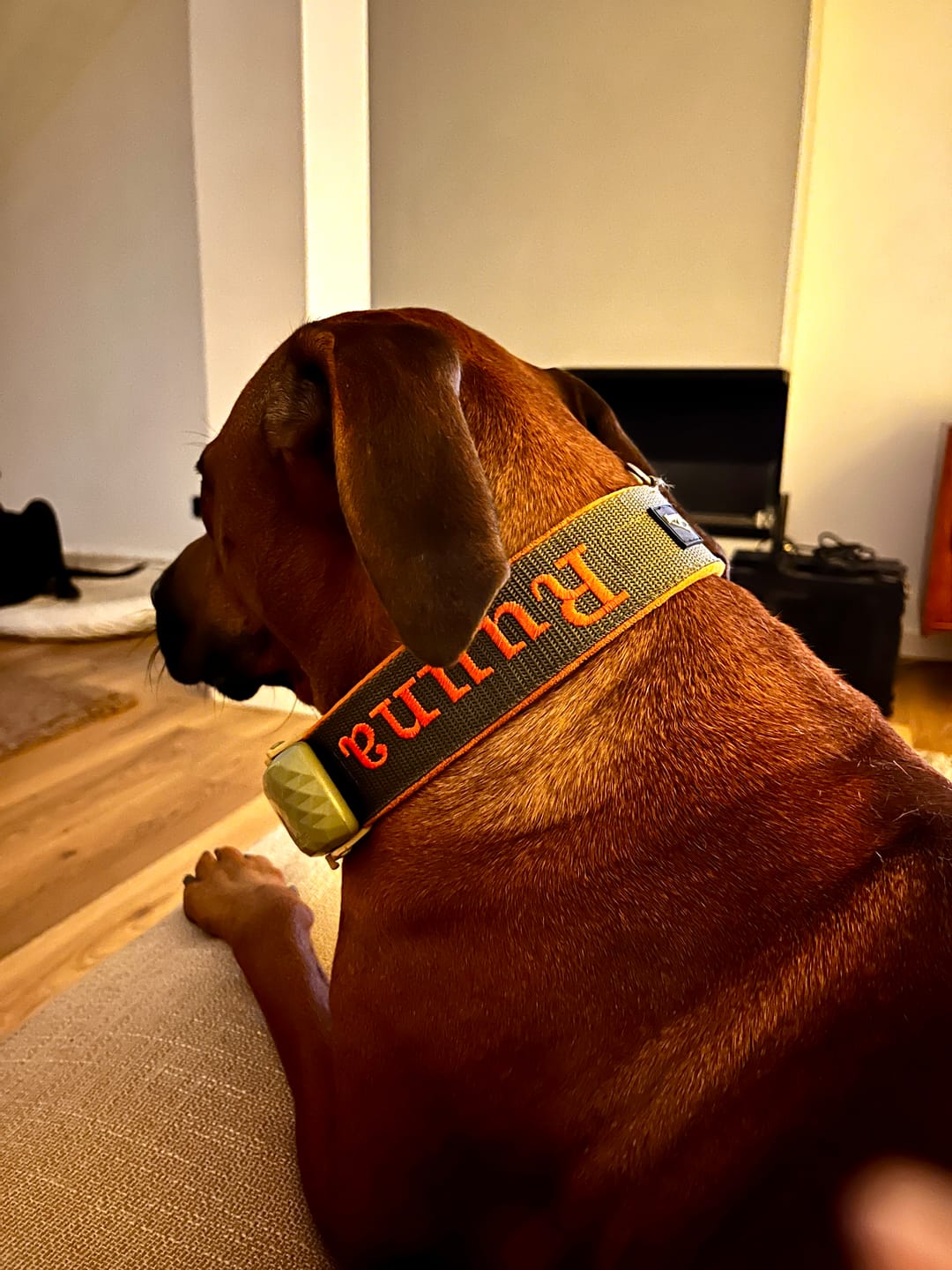 Customer photo review of Półzaciskowa obroża dla psa z imieniem - Personal Martingale
