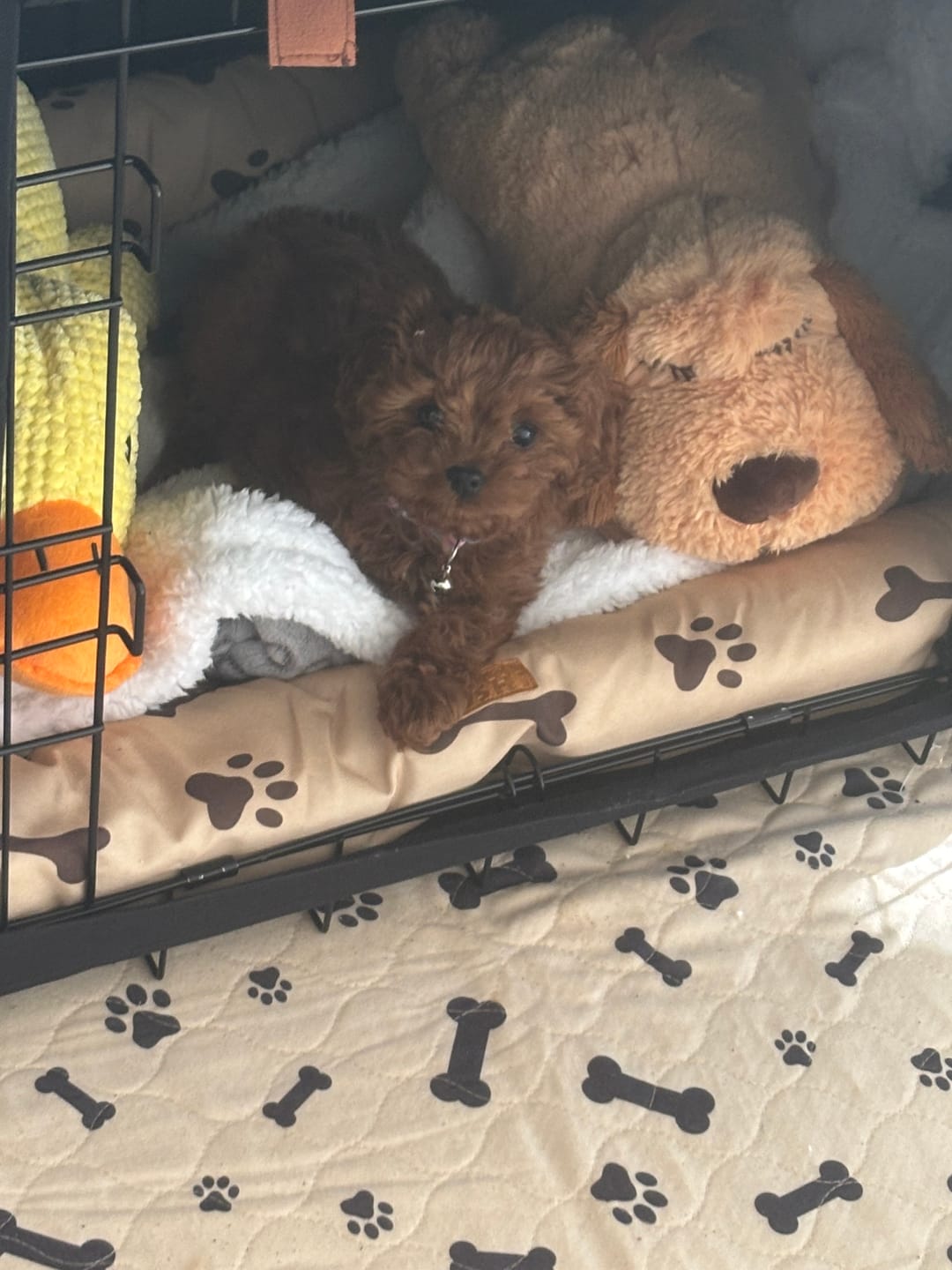 Customer photo review of Heartbeat Buddy for Pets