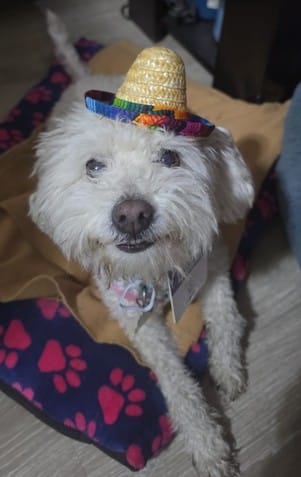 Customer photo review of CT6657 1 Pieza De Sombrero Para Mascota