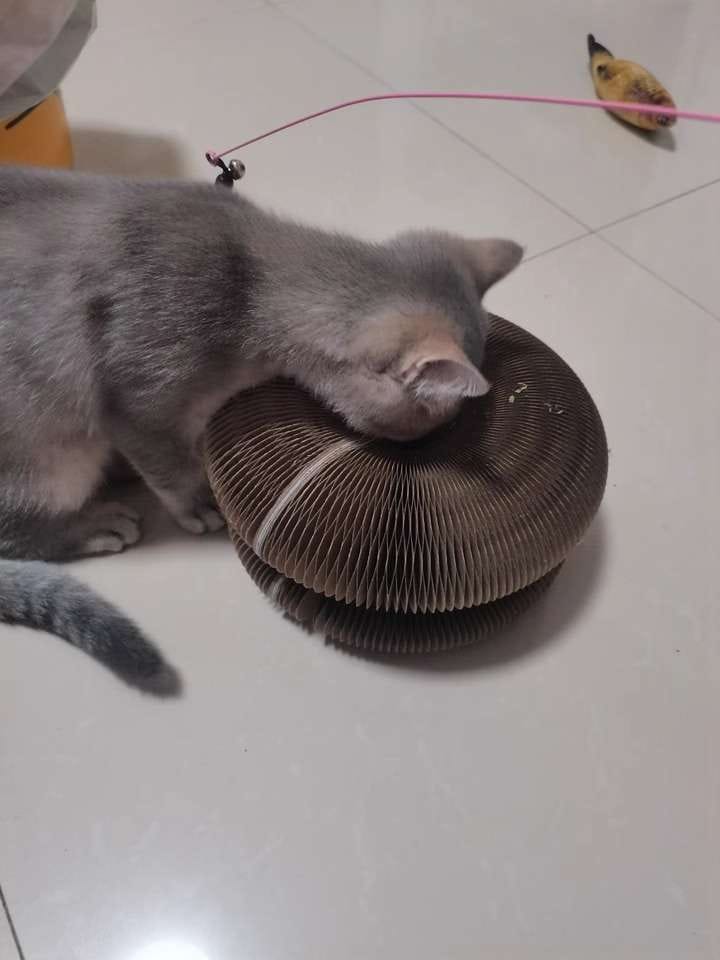 Customer photo review of İnteraktif Kedi Oyun Tüneli | Birleştirilebilir Tırmalama Oyuncağı