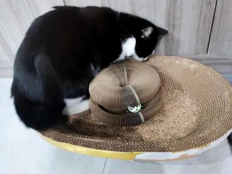 Customer photo review of İnteraktif Kedi Oyun Tüneli | Birleştirilebilir Tırmalama Oyuncağı