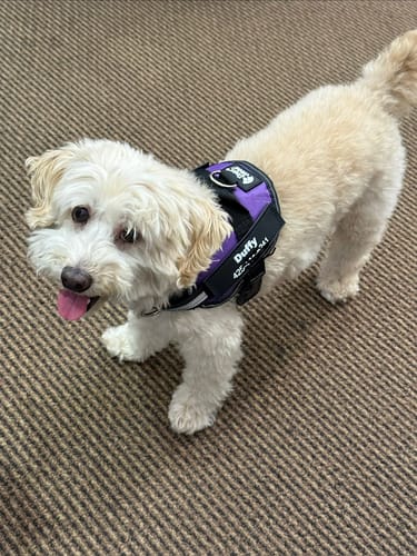 Customer's small light-haired dog wearing a personalized purple dog harness with the name Duffy clearly visible.