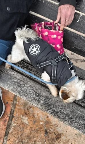 Customer photo review of My Furry King™ 3 in 1 Winter Jacket
