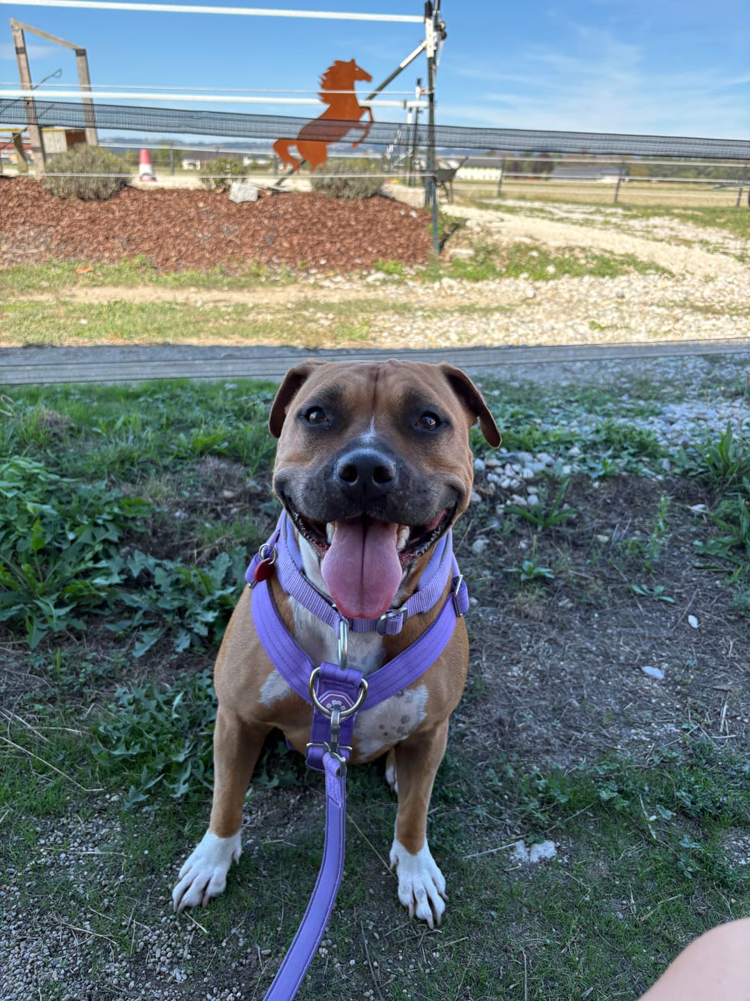 Customer photo review of Comfort Control No-Pull Dog Harness and Multipurpose Leash Set - Purple