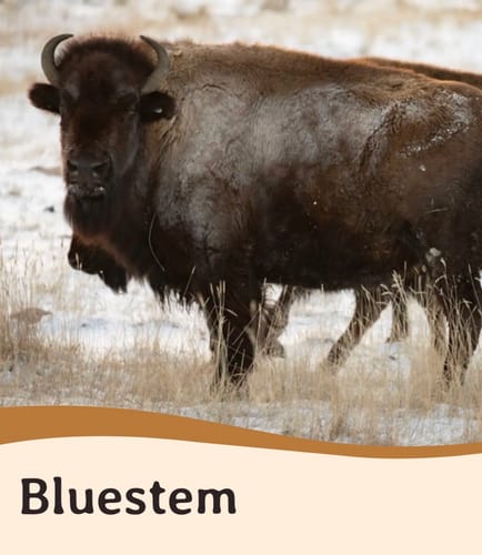 Customer's Mystery Bracelet animal, a large brown bison standing in a snowy field, labeled Bluestem.