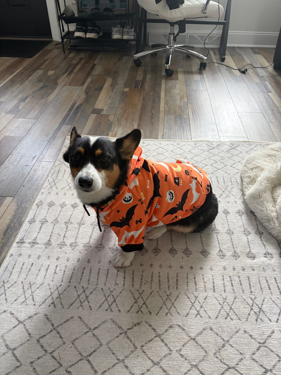 Customer photo review of Halloween Dog Hoodie - Orange