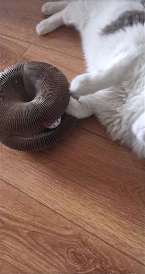 Customer photo review of İnteraktif Kedi Oyun Tüneli | Birleştirilebilir Tırmalama Oyuncağı