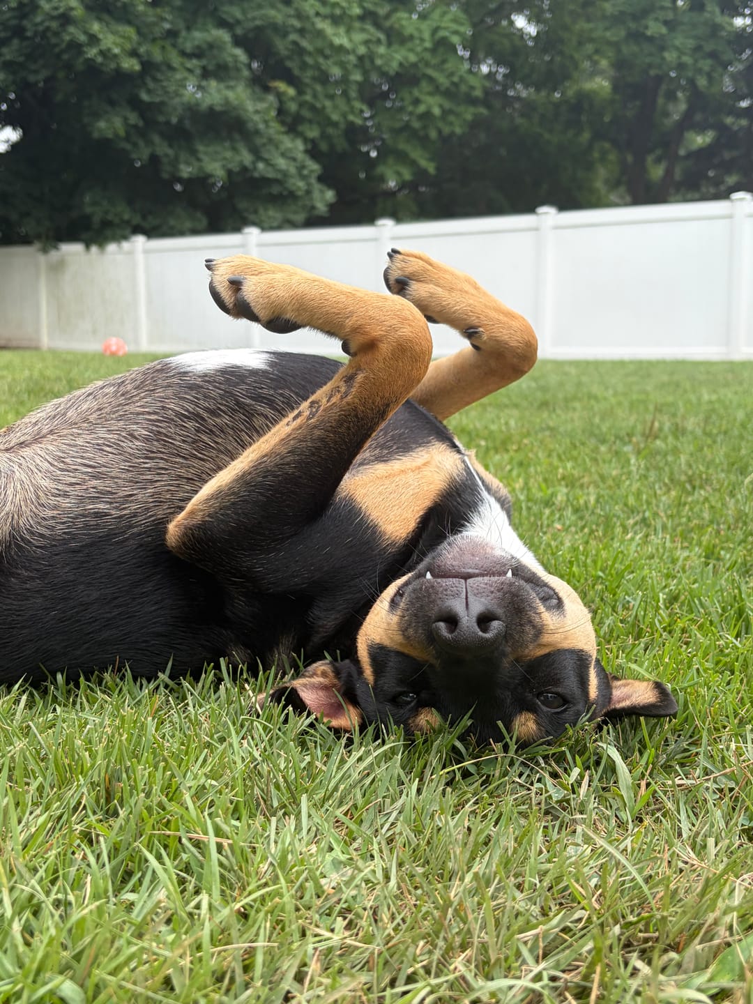 Customer photo review of 10-12 Inch Bully Springs