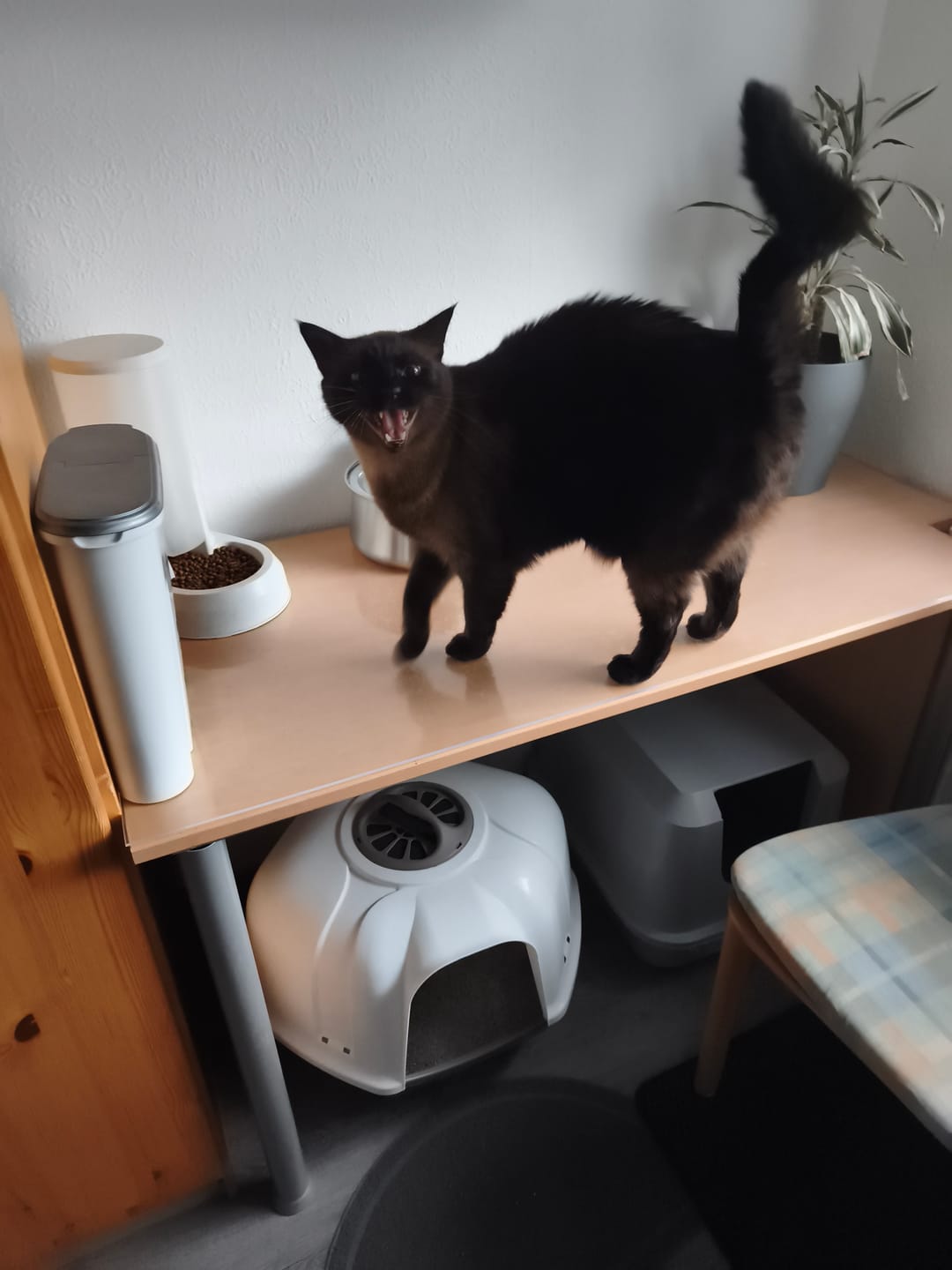 Customer photo review of NordFlow 2.0 Hundebrunnen Filter Set