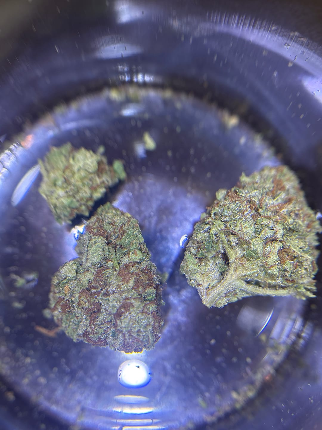 Customer photo review of THCA Queen