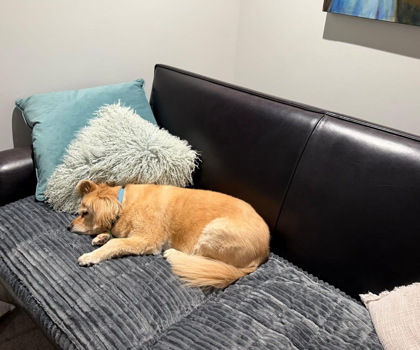 Customer photo review of Cosy Couch - Couch Cover