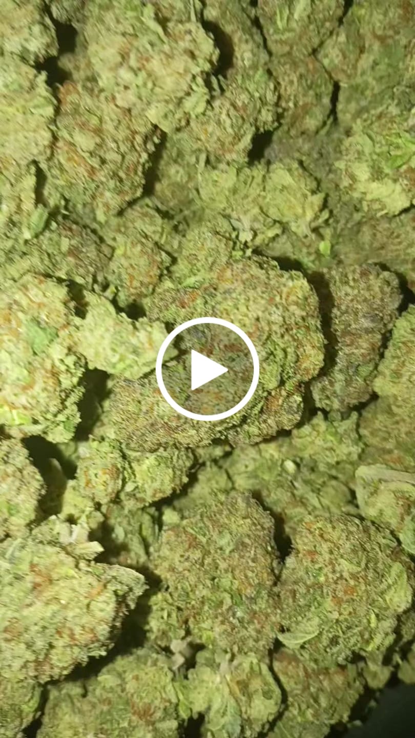 Customer video review of White Rhino THCA Flower