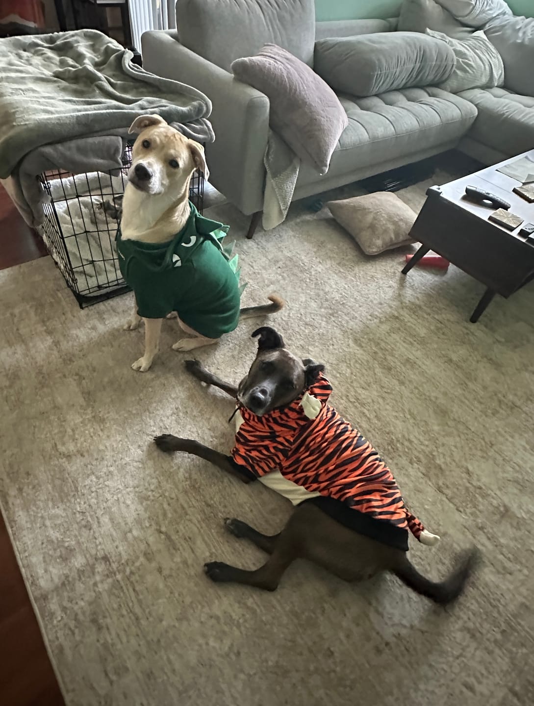 Customer photo review of Halloween Dog Hoodie - Tiger