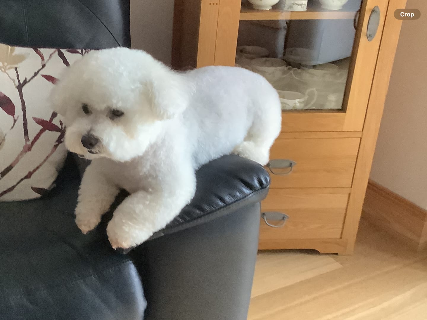 Customer photo review of Itch & Immunity Supplement Chews for Dogs