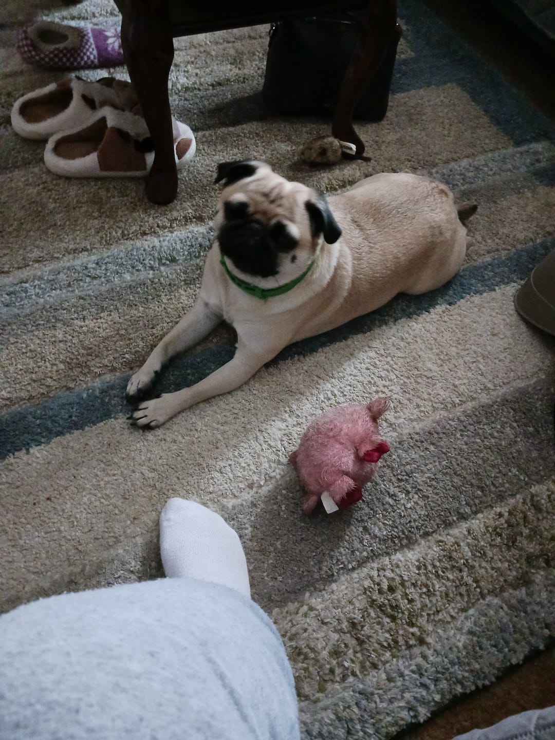 Customer photo review of FurLife™ - 8 Months All Natural Flea and Tick Collar for Dogs