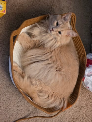 Customer's fluffy cat resting inside the brown Instinct Basket.