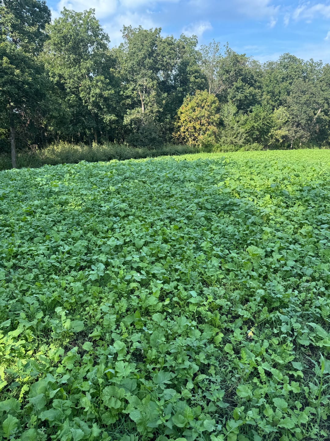 Customer photo review of Big Sexy™ Food Plot Seed