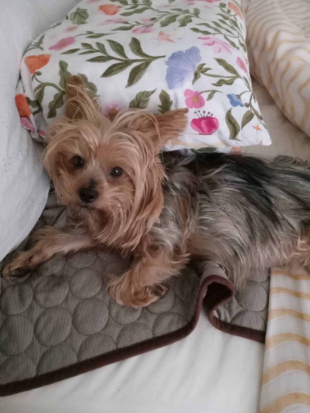 Customer photo review of The Ultimate Cooling Pet Mat