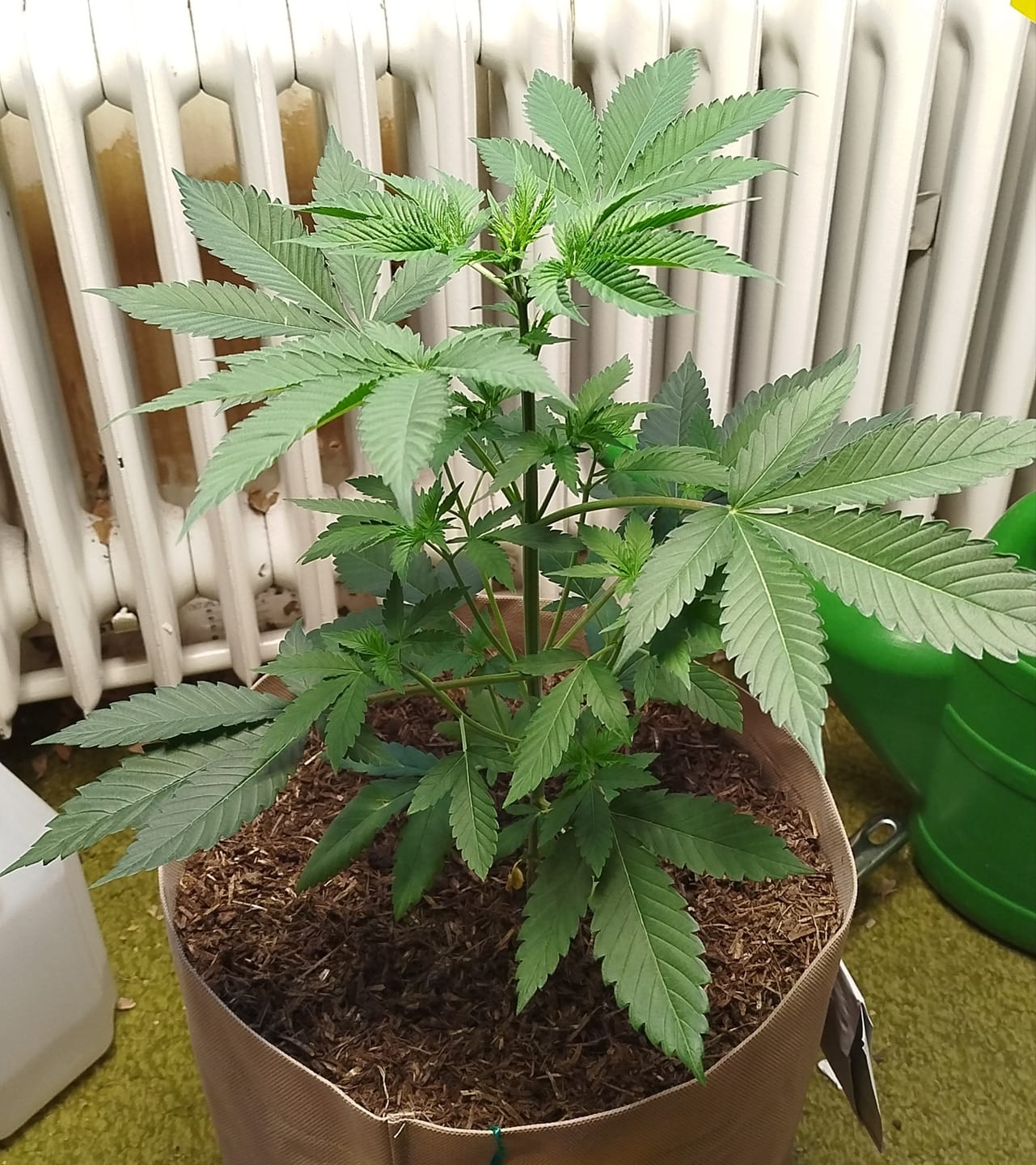 Customer photo review of Bio Hanferde 20L