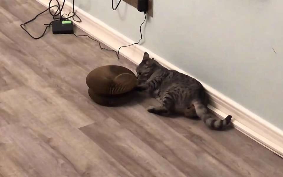 Customer photo review of İnteraktif Kedi Oyun Tüneli | Birleştirilebilir Tırmalama Oyuncağı