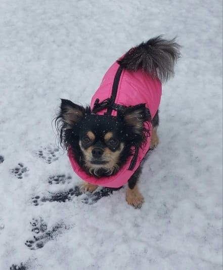Customer photo review of My Furry King™ 3 in 1 Winter Jacket