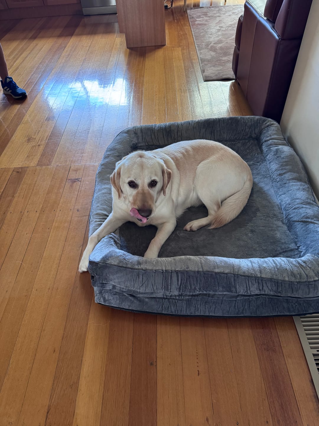 Customer photo review of PaWz Large Dog Bed Orthopedic Dog Bed Bolstered Support Flannel Velvet Grey