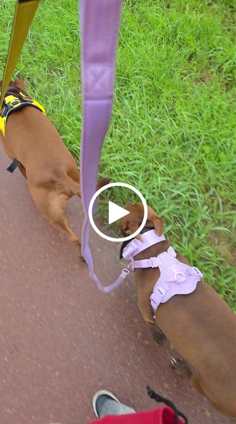 Customer video review of 1.4m Lighter Swivel Combat Leash | Anti-Tangle & Secure Clip - Black x Yellow