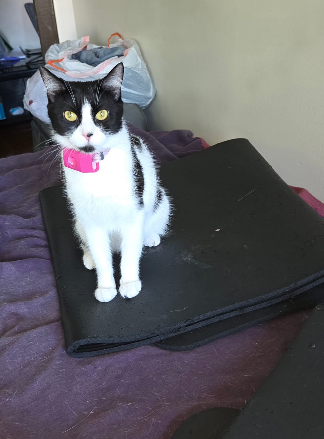 Customer photo review of FurLife™ 12 Months Flea and Tick Free