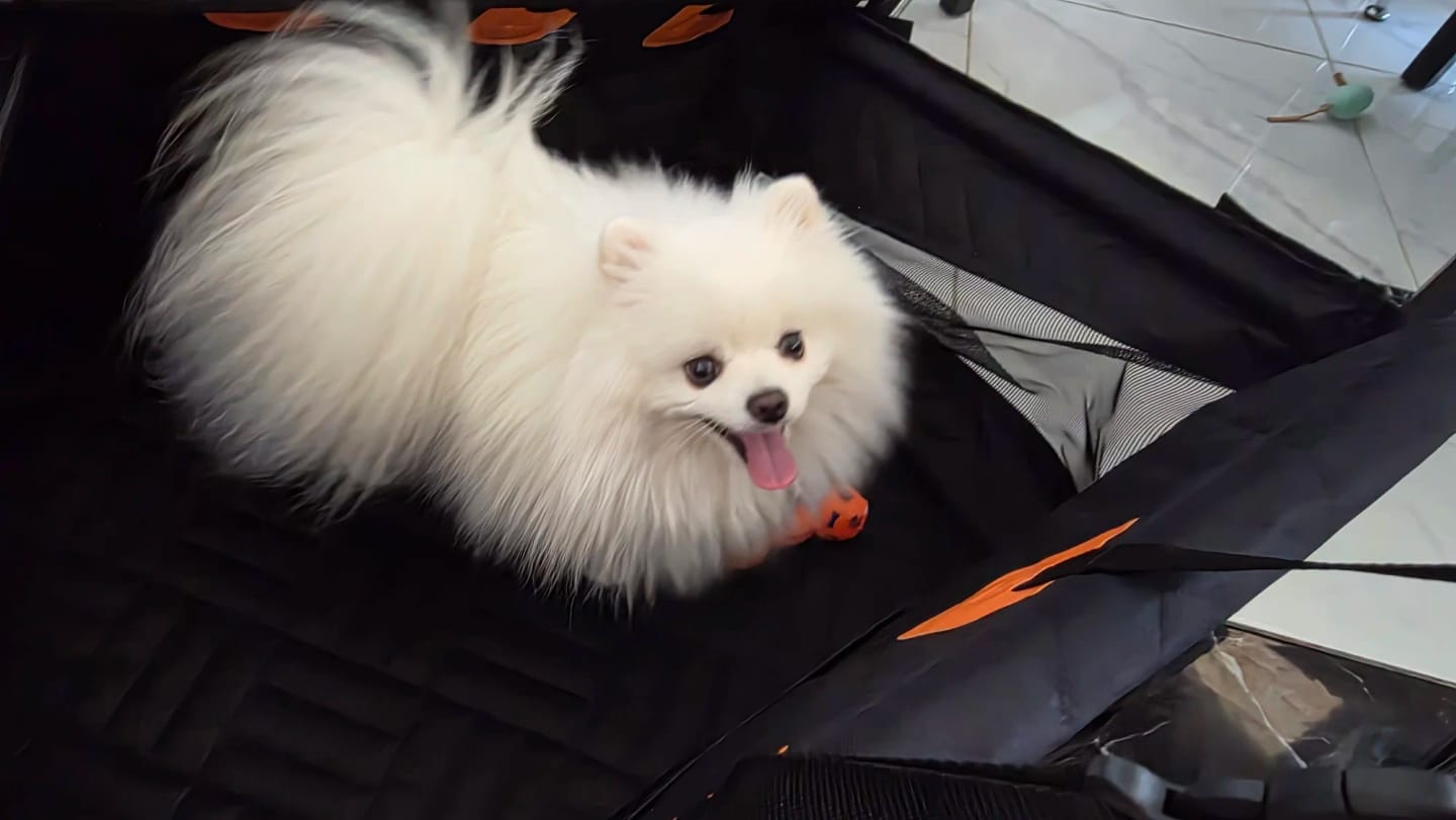 Customer photo review of PawTrek Single Seat Hard Base Cover
