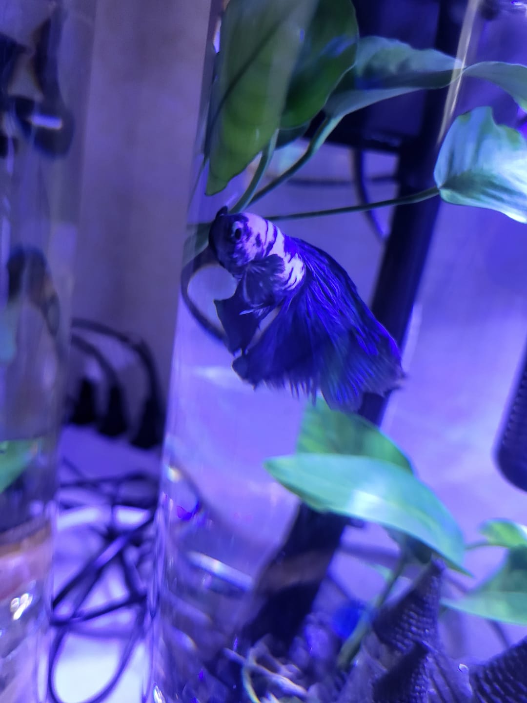 Customer photo review of Blue Marble Dot Halfmoon Male Betta Fish | Grower Pick