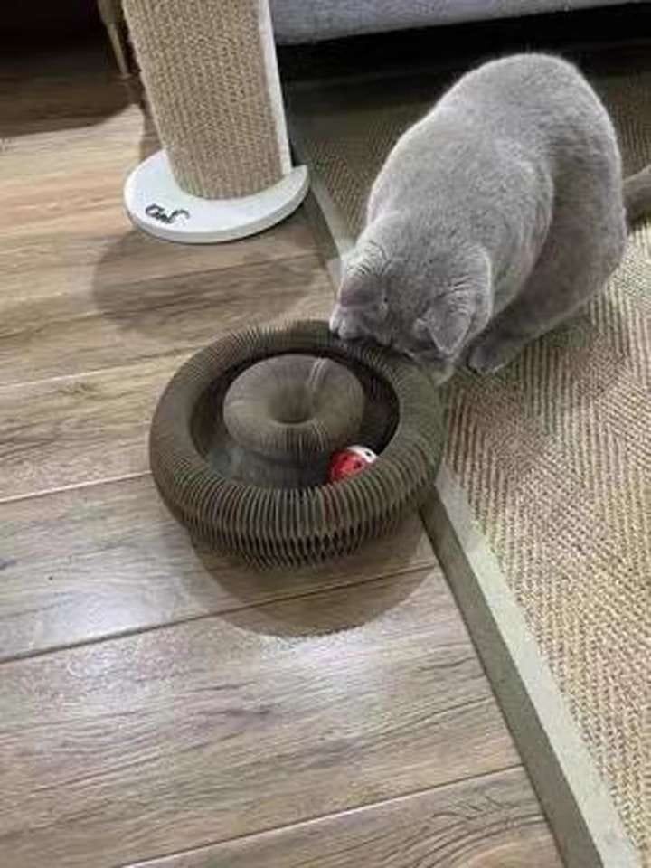 Customer photo review of İnteraktif Kedi Oyun Tüneli | Birleştirilebilir Tırmalama Oyuncağı