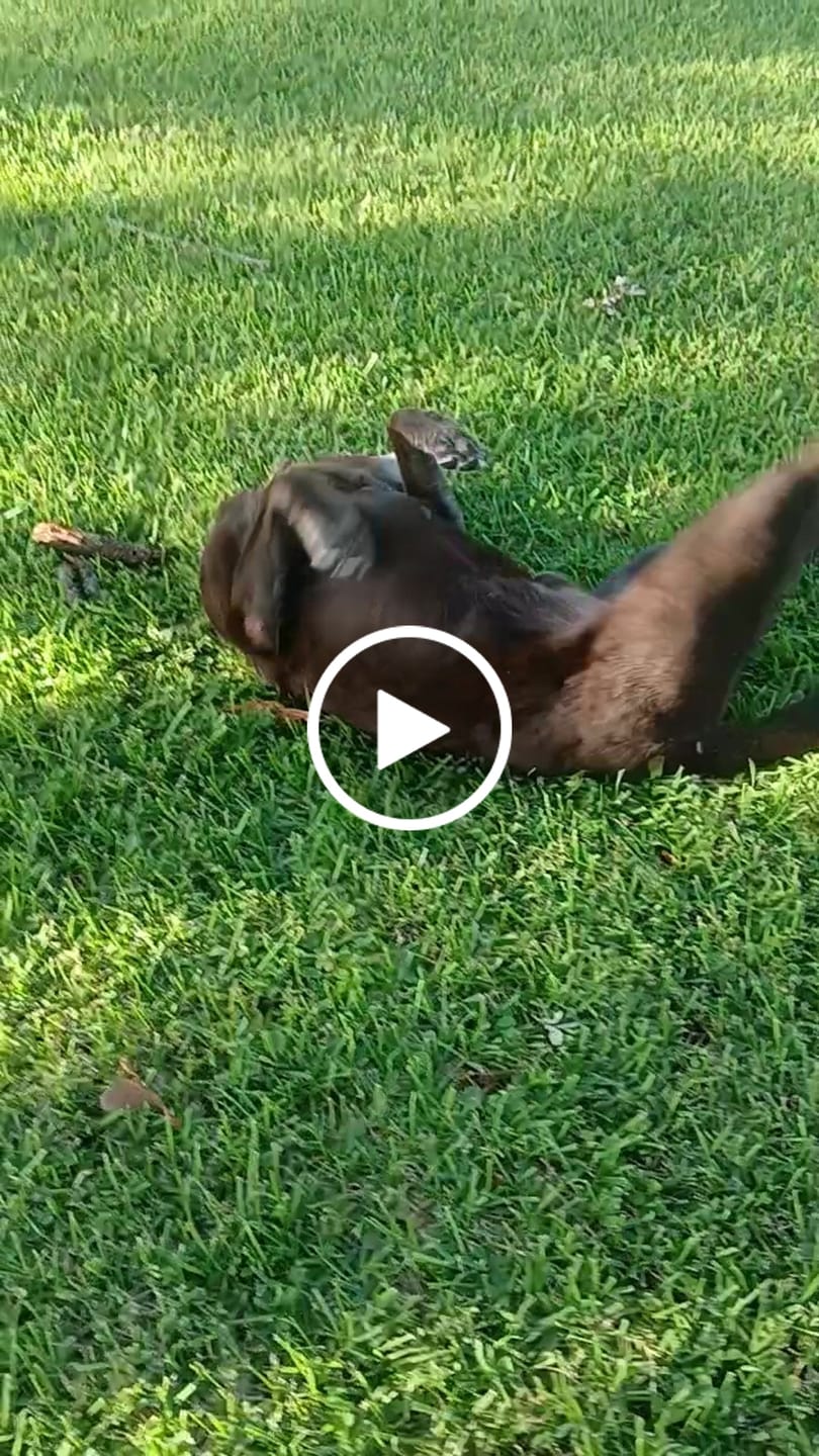 Customer video review of 12 Inch Monster Braided Bully Stick