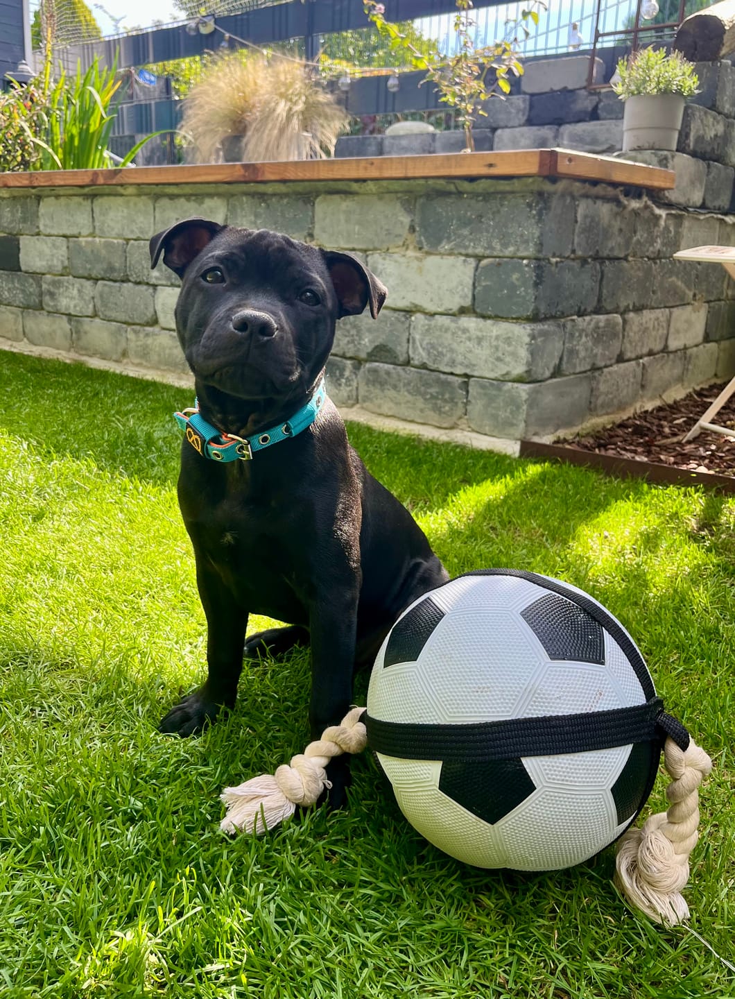 Customer photo review of Staffordshire Bull Terrier 1935® Puppy Collar & Leash Set - Alvin Edition - Aqua & Neon Orange