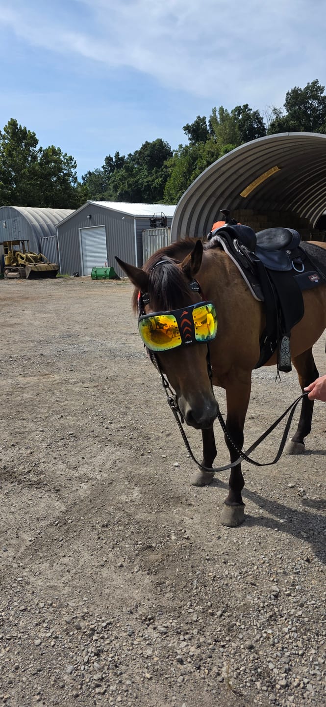 Customer photo review of eVysor - UV Horse Riding Goggles!
