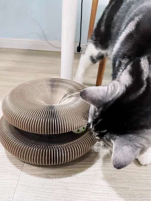 Customer photo review of İnteraktif Kedi Oyun Tüneli | Birleştirilebilir Tırmalama Oyuncağı