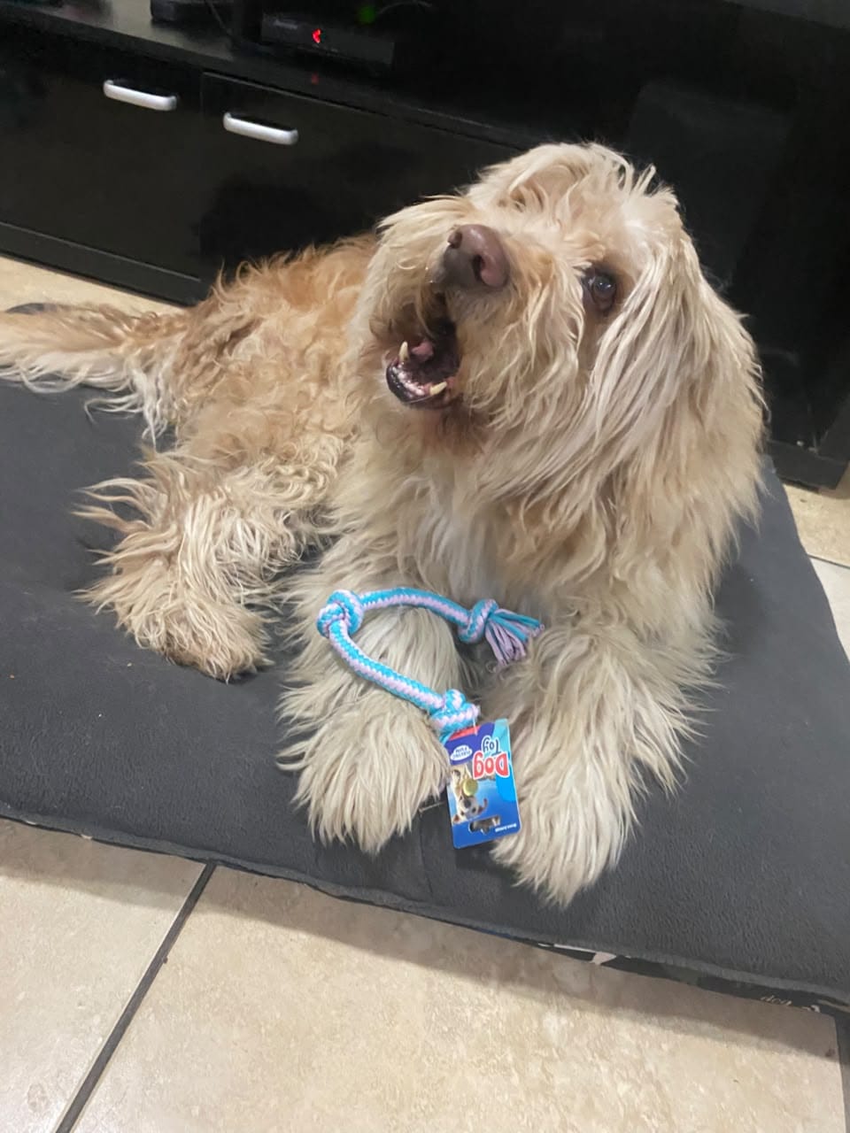 Customer photo review of Mordedor, Cuerdita para perros