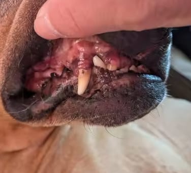 Customer photo review of Spray Dental Para Perros y Gatos
