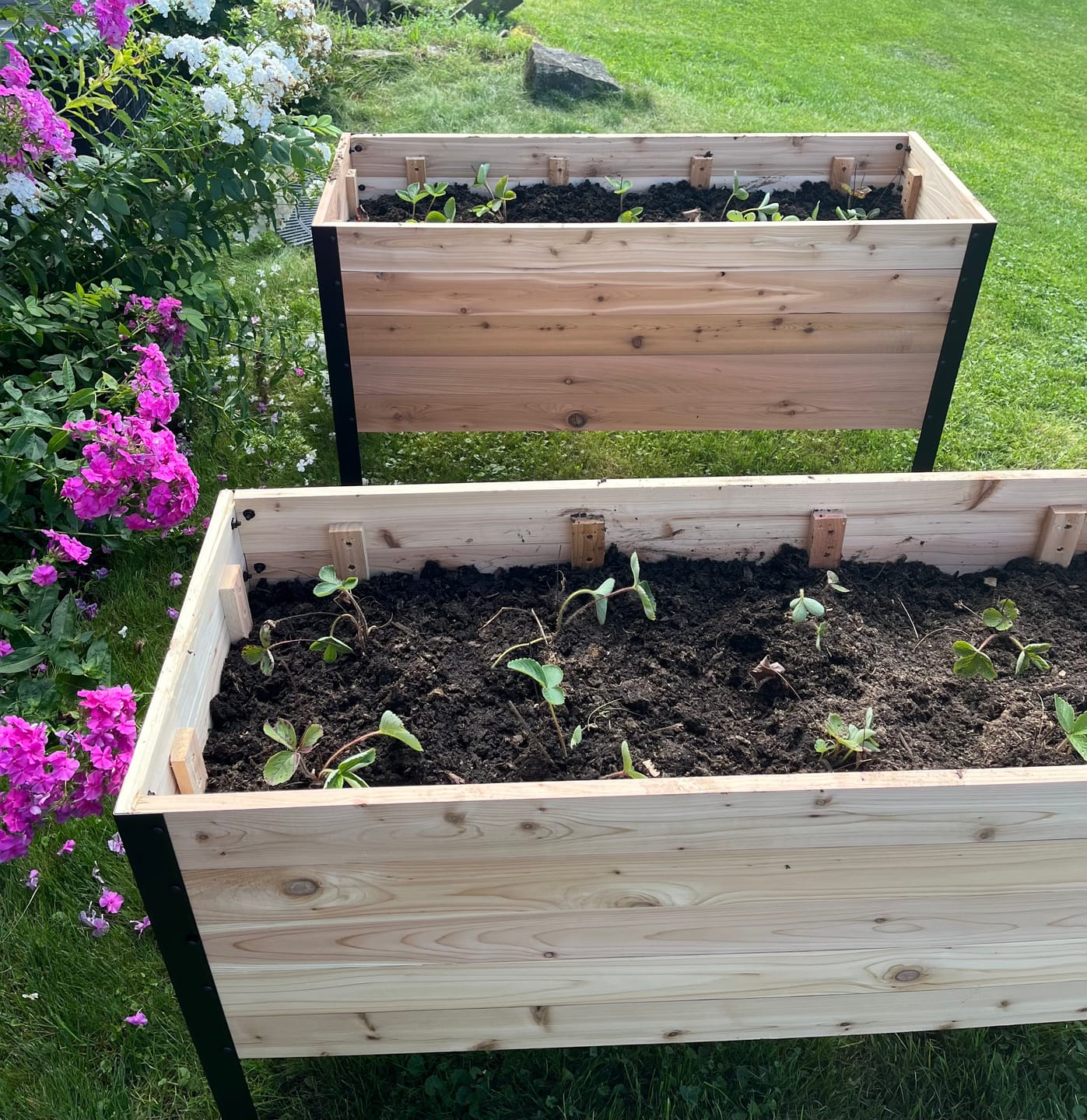 Customer photo review of 18″ x 48″ Deep Root Raised Garden Bed - 30″ TALL - Select Grade