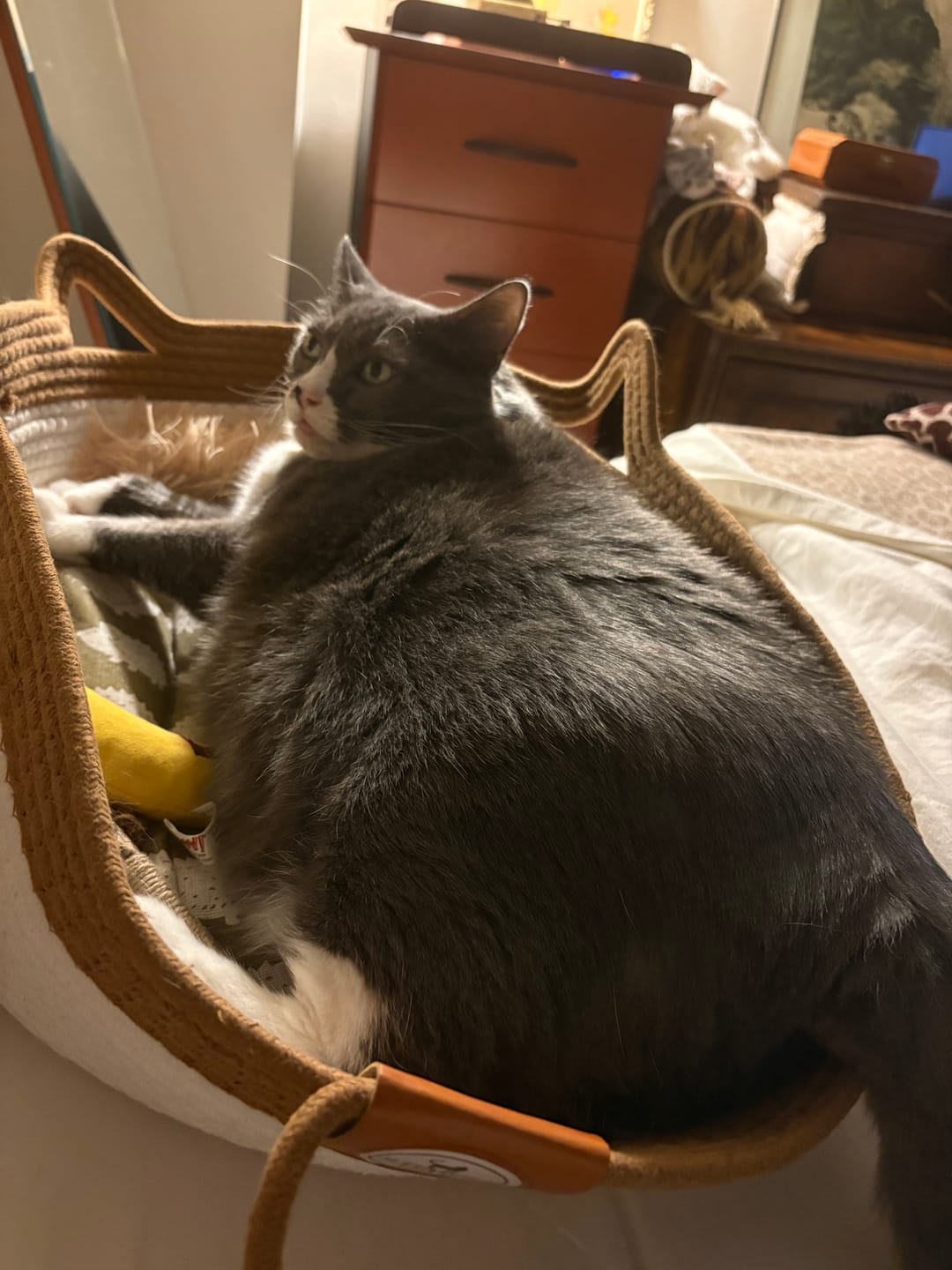 Customer photo review of Instinct Basket | Meet the first research-backed natural territory for indoor cats