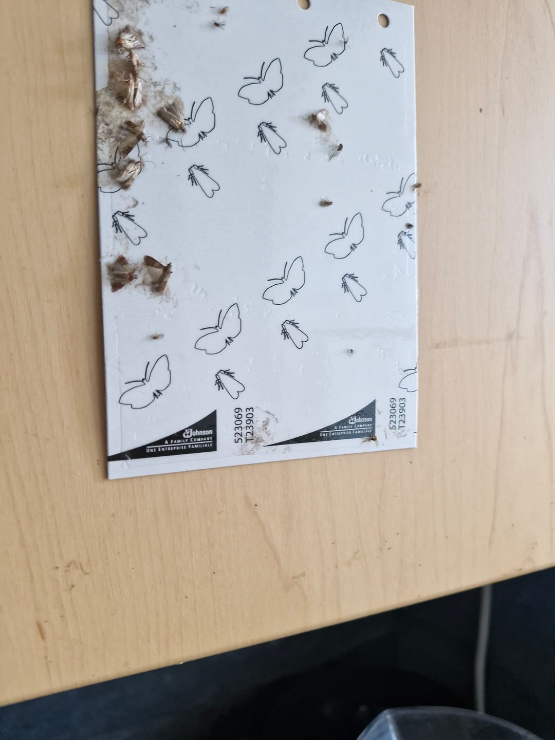 Customer photo review of Schlupfwespen gegen Lebensmittelmotten