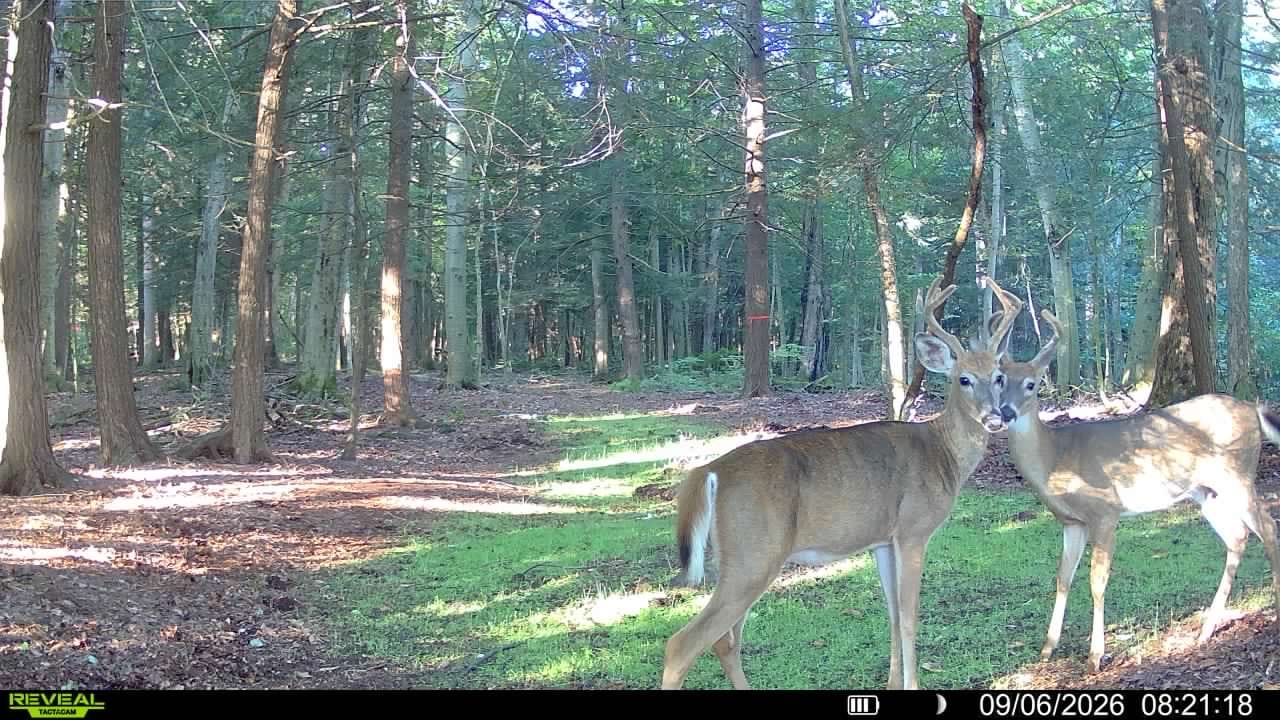 Customer photo review of Bucks and Beards